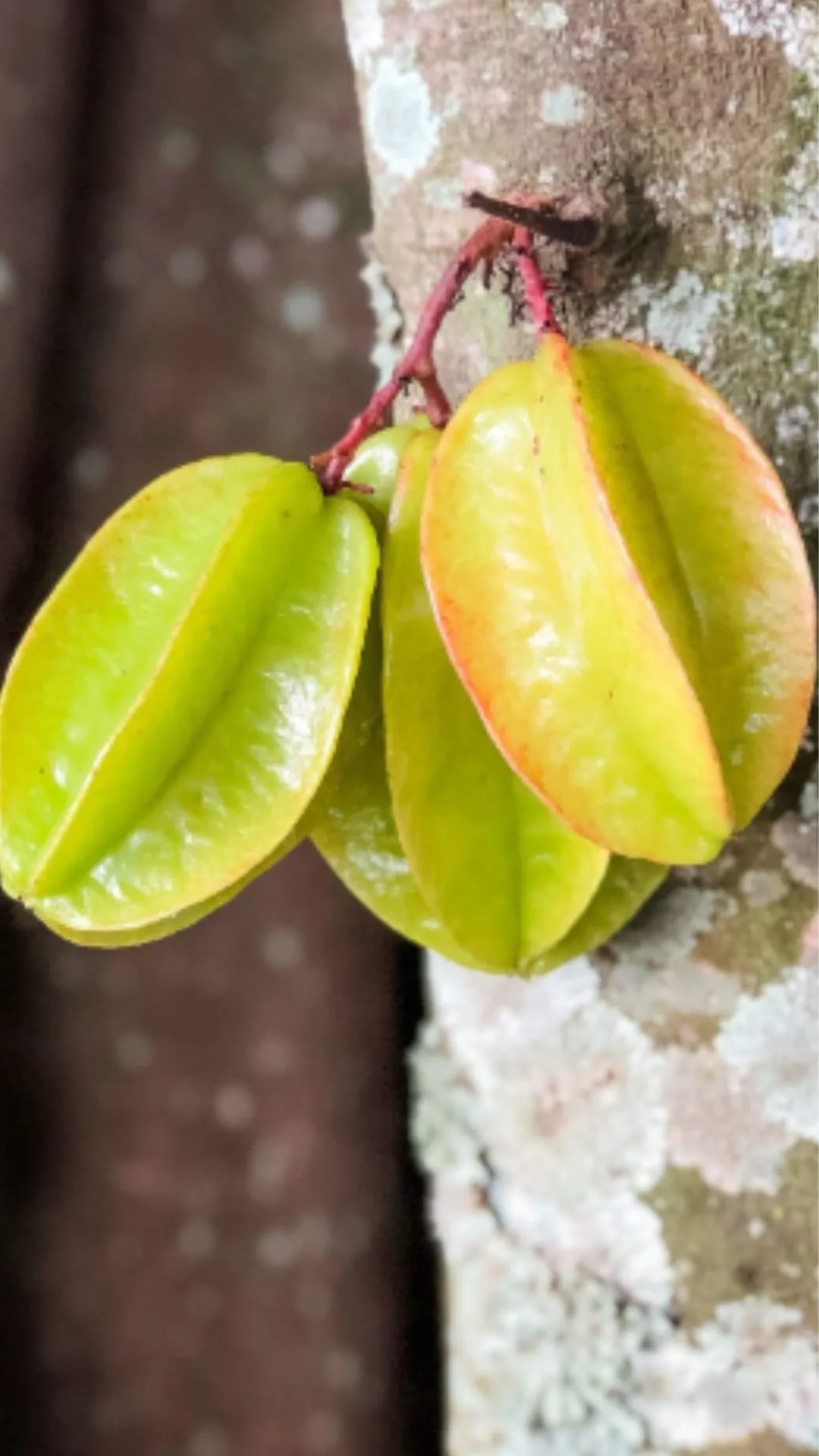 कमरख में कौन सा विटामिन पाया जाता है? नहीं जानते होंगे आप 