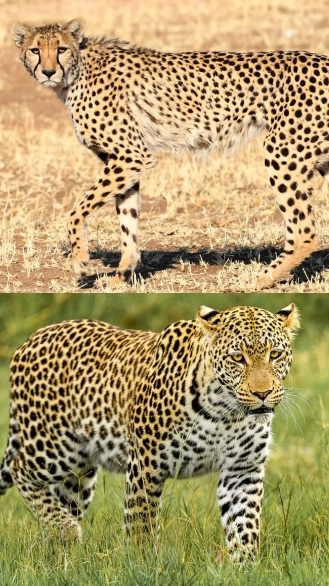 तेंदुए और चीते में क्या अंतर है, 100 में से 99 लोग नहीं जानते