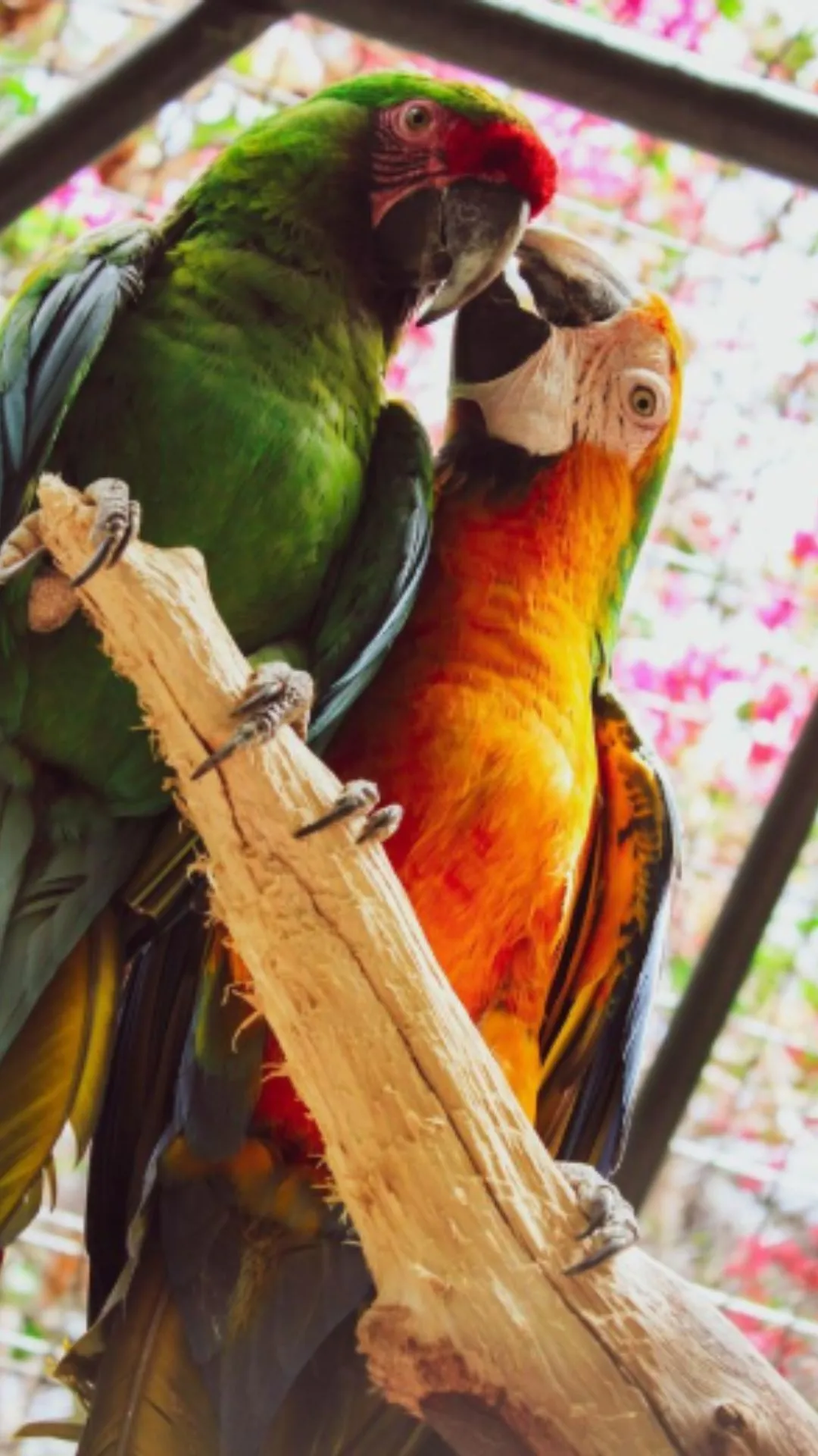 तोते को संस्कृत में क्या कहते हैं, नाम सुनते ही खिलखिला उठेंगे आप