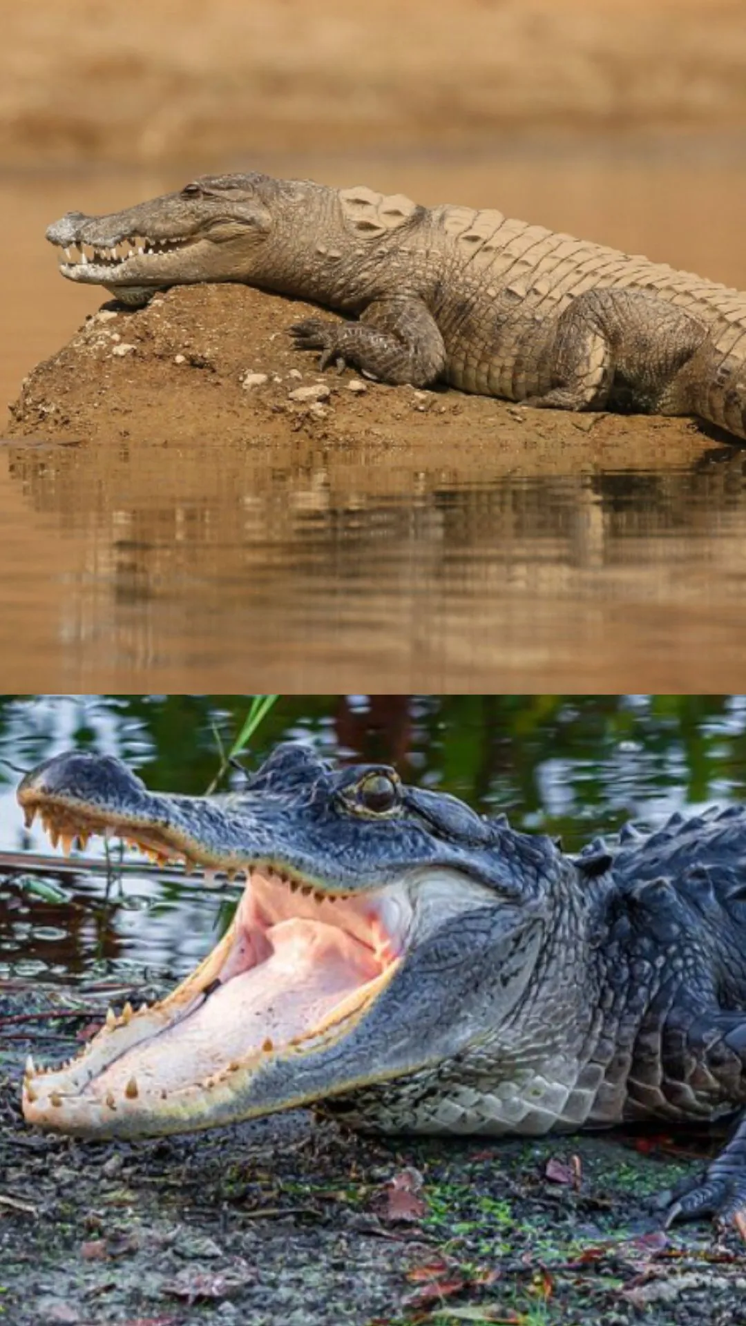 मगरमच्छ और घड़ियाल में क्या अंतर है, 100 में से 99 लोग नहीं जानते