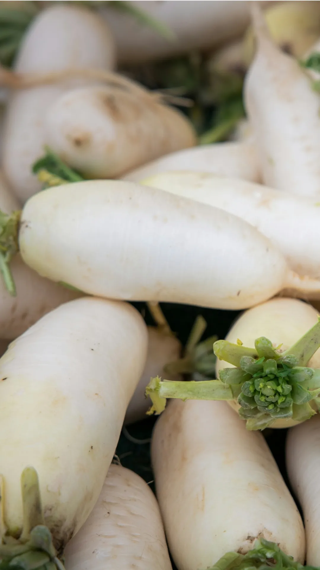 मूली की तासीर गर्म होती है या ठंडी?