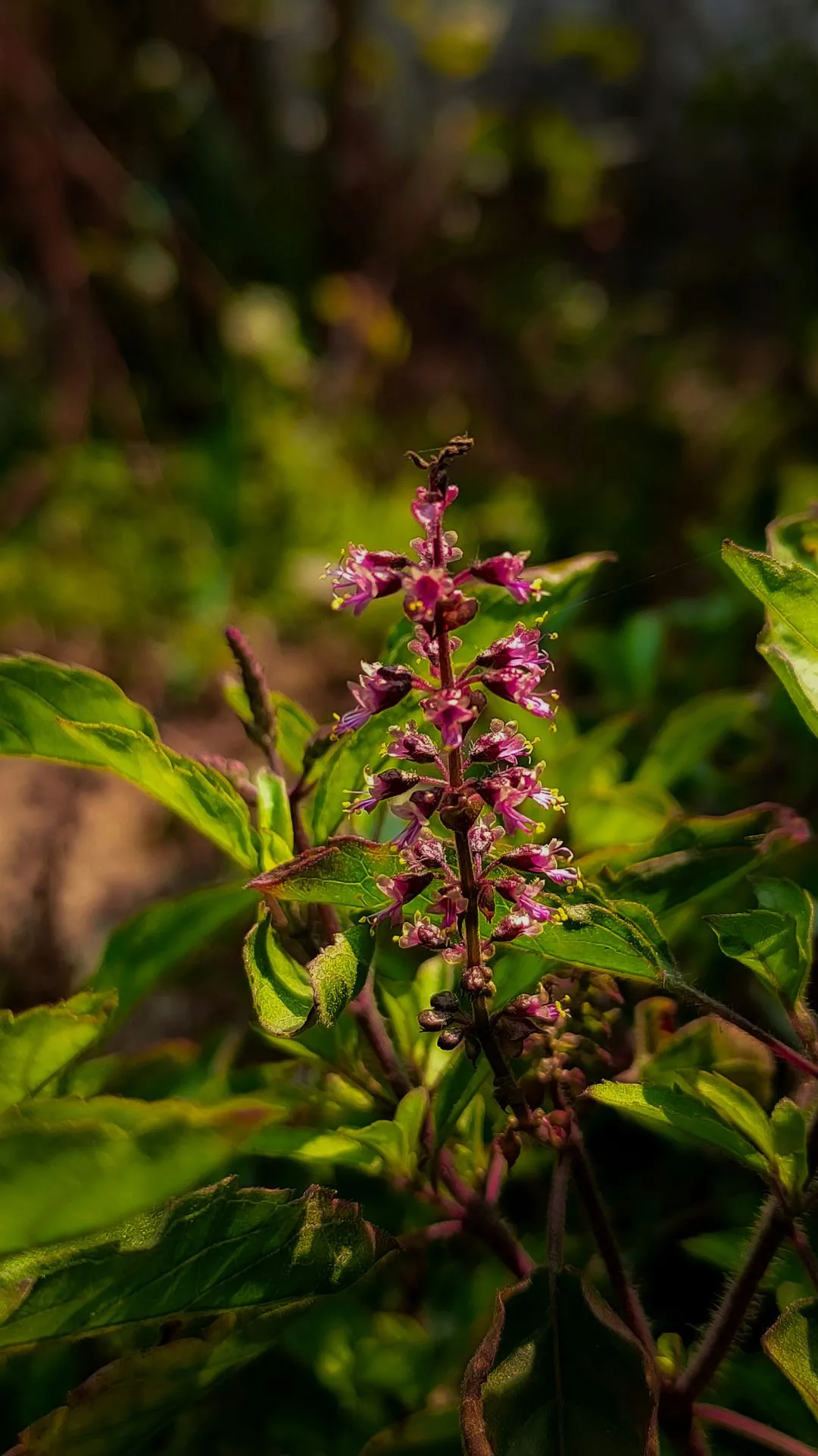 रविवार को तुलसी का ये 1 उपाय बना देगा मालामाल, आजमाकर देखें