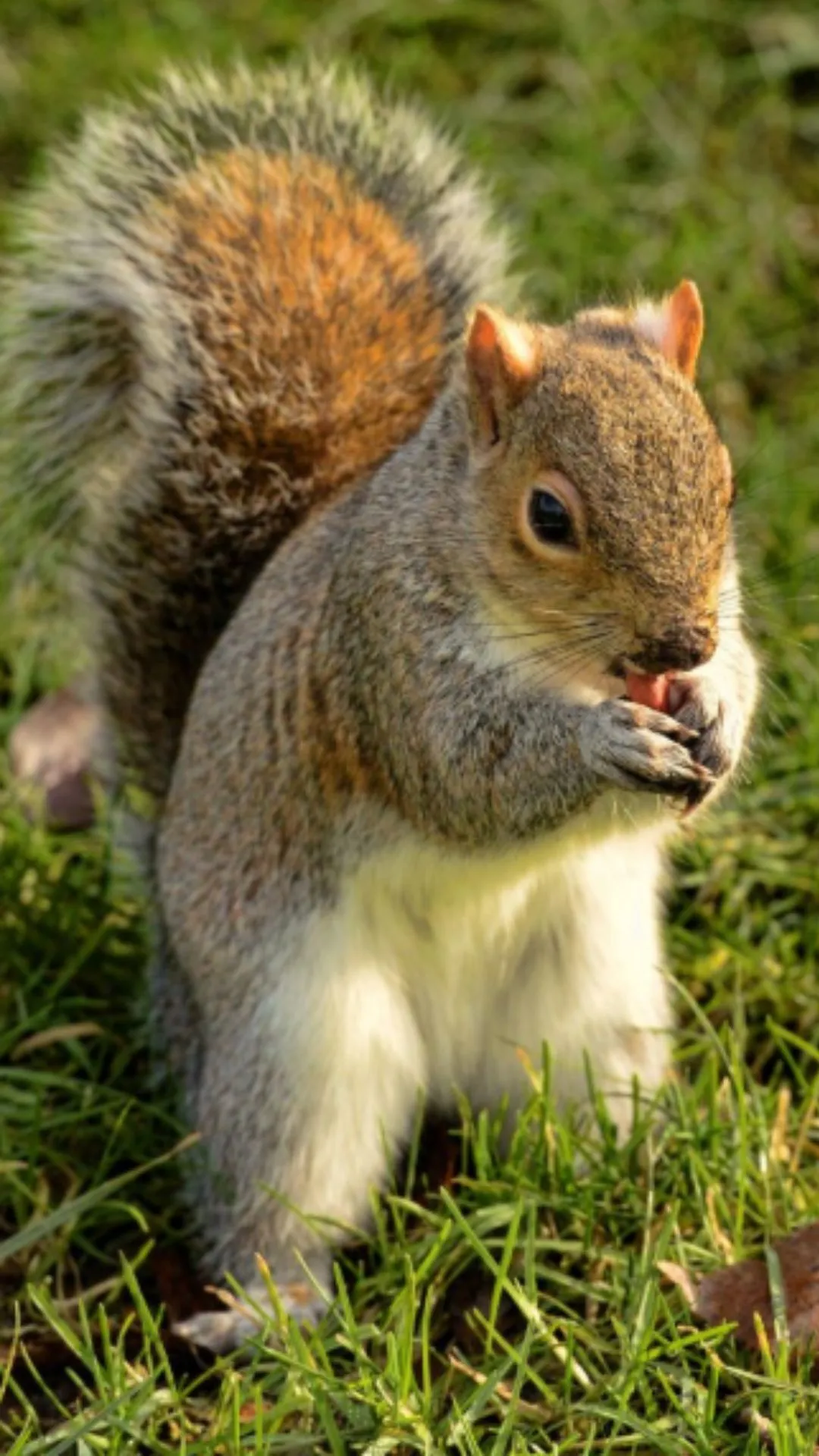 गिलहरी कितने दिन में पैदा होती है, सुनकर दिमाग घूम जाएगा 
