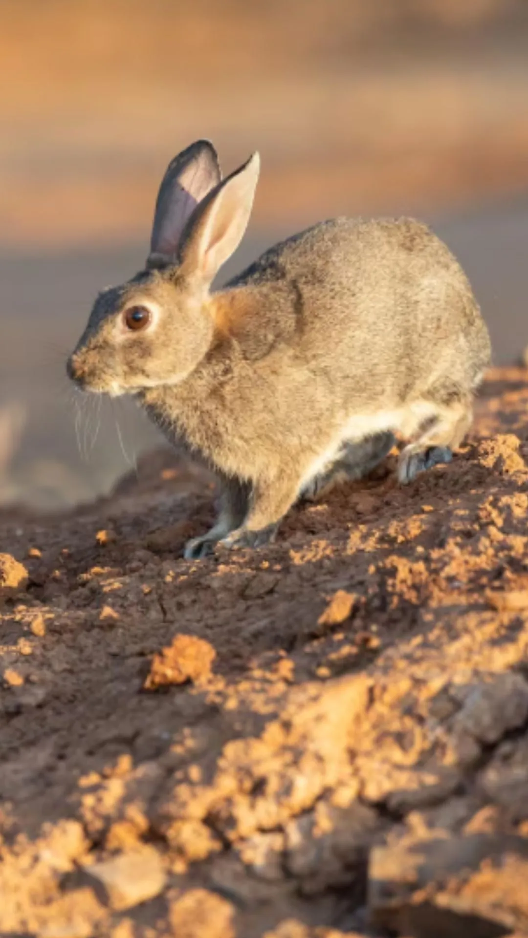 खरगोश कितने दिन में पैदा होता है, सुनते ही दिमाग हिल जाएगा
