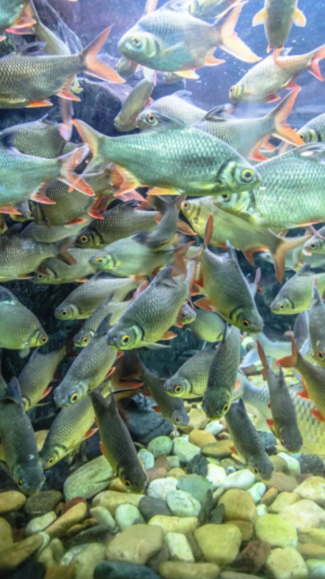 Quiz: क्या मछली पानी में डूब सकती है, जवाब सुनते ही दिमाग चकरा जाएगा 