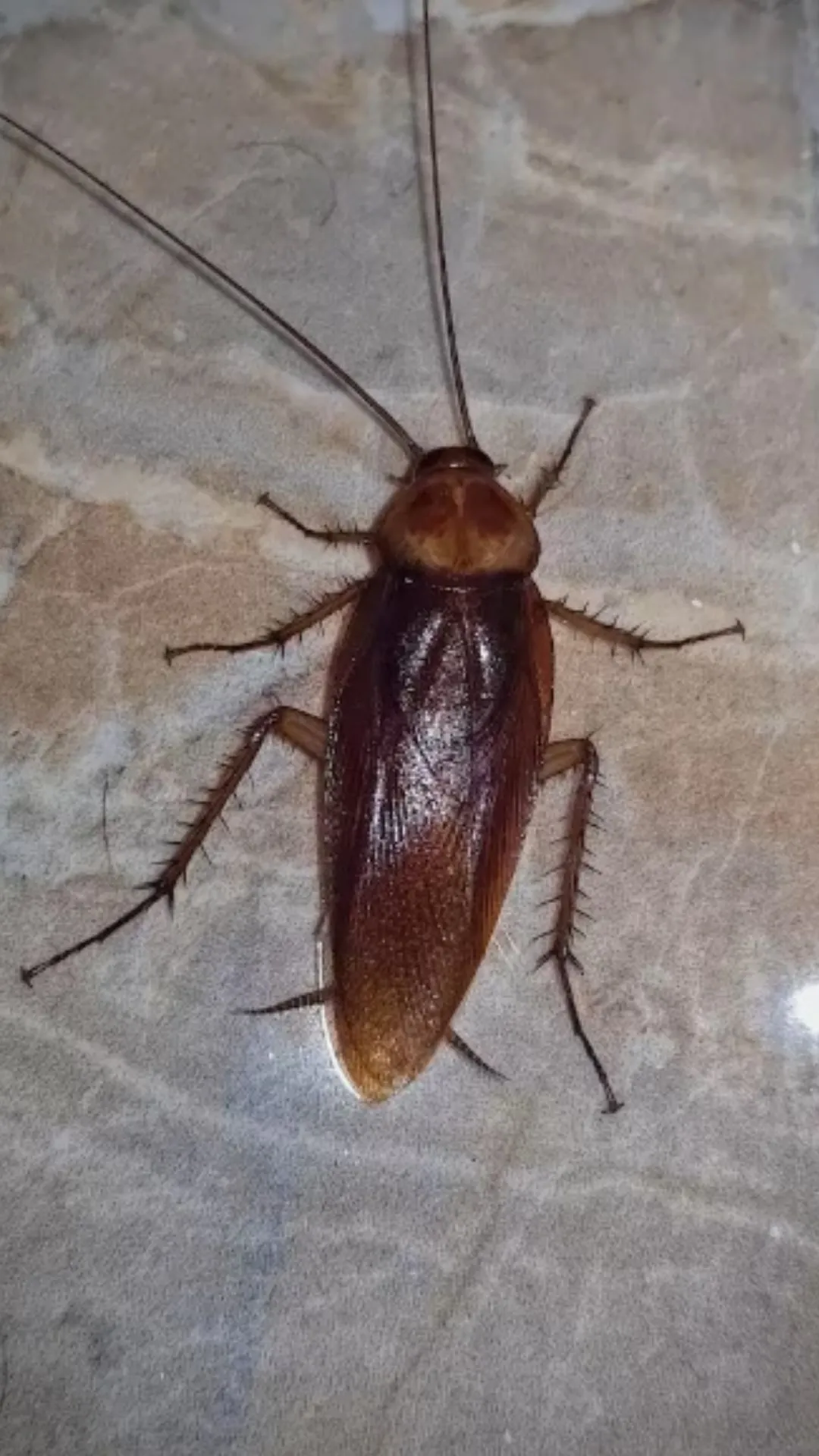 कॉकरोच कितने दिन में पैदा होता है, सुनकर दिमाग हिल जाएगा 