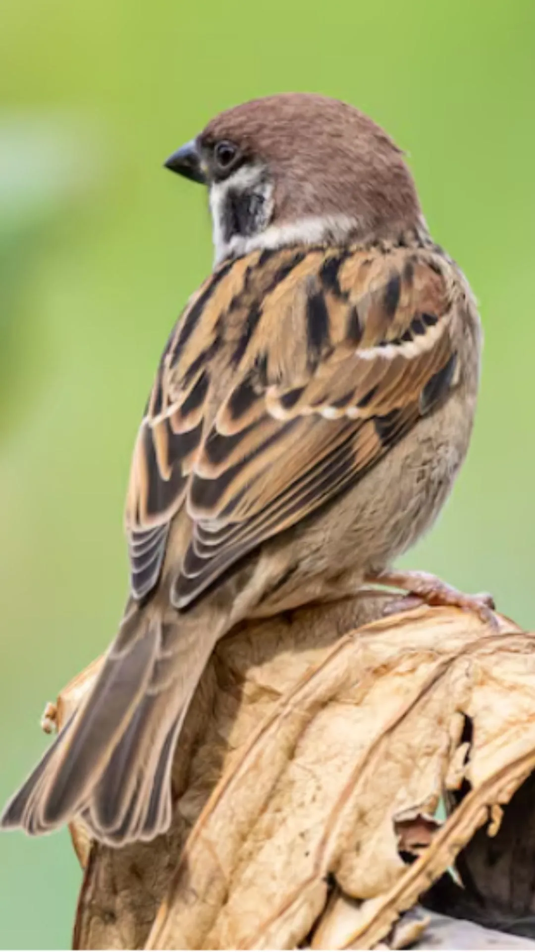 गौरैया कितने दिन में पैदा होती है, सुनकर दिमाग घूम जाएगा 