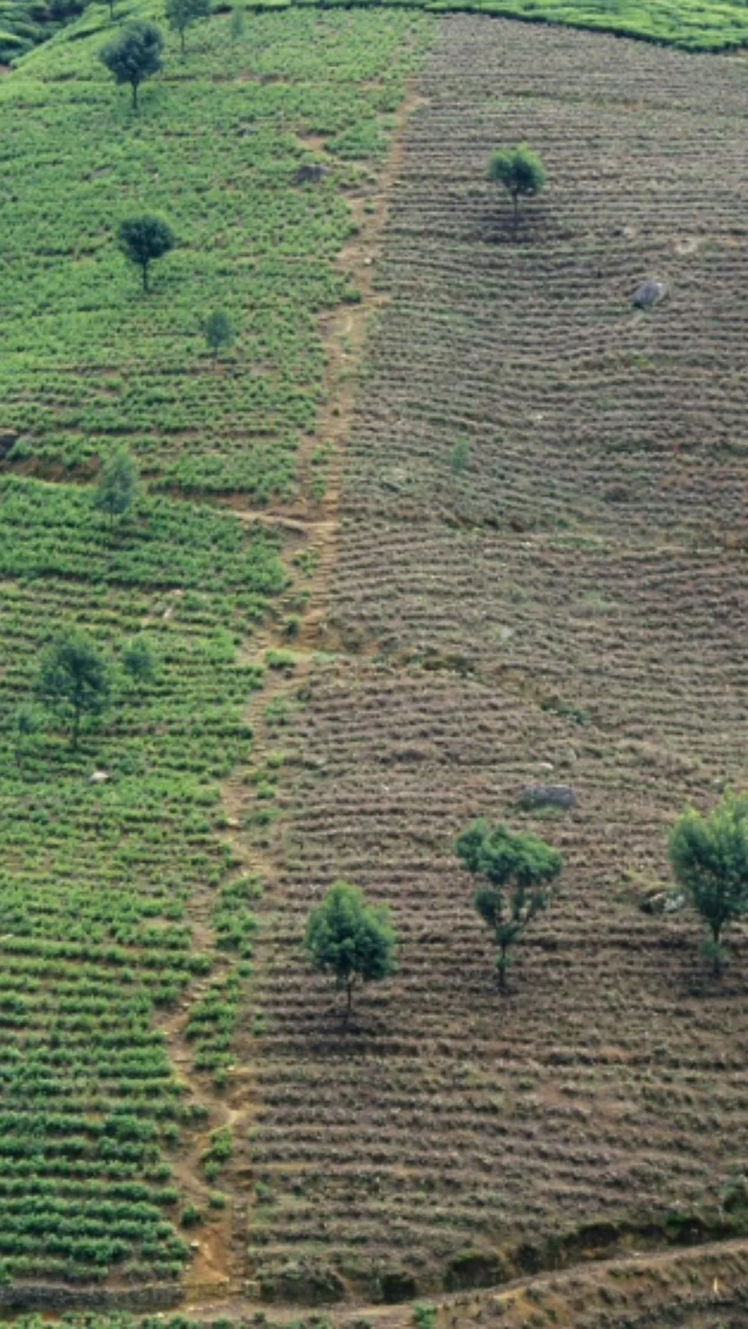 1 एकड़ में कितने बीघा होते हैं, नहीं जाना तो पछताना पड़ेगा 