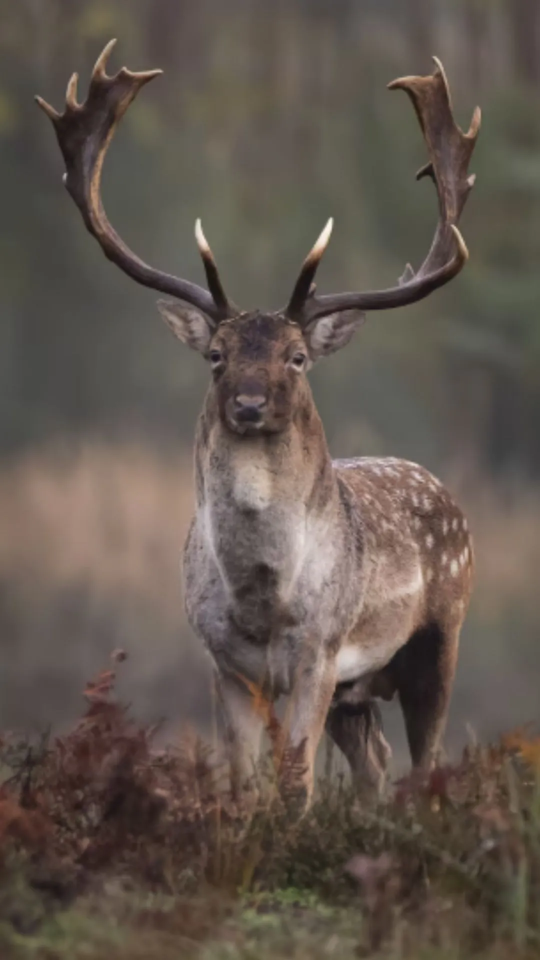 बारहसिंगा कितने दिन में पैदा होता है, सुनकर दिमाग घूम जाएगा 