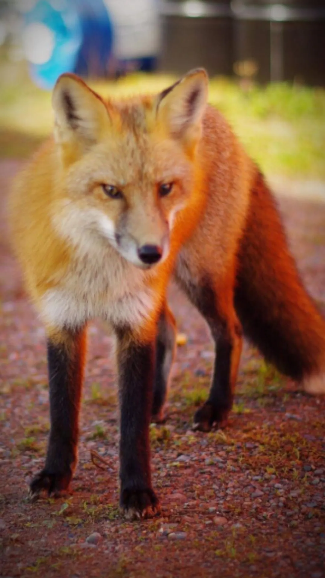 लोमड़ी कितने दिन में पैदा होती है, जवाब सुनते ही दिमाग हिल जाएगा 