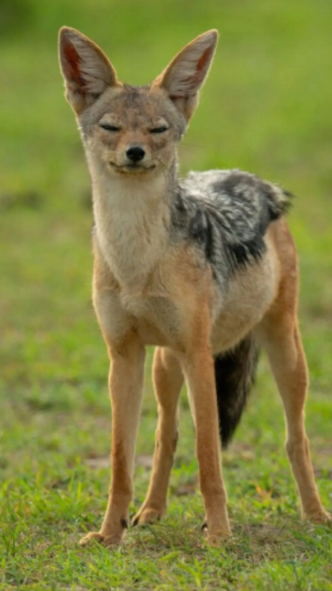 गीदड़ एक बार में कितने बच्चे देती है, जानकर दिमाग सुन्न हो जाएगा 