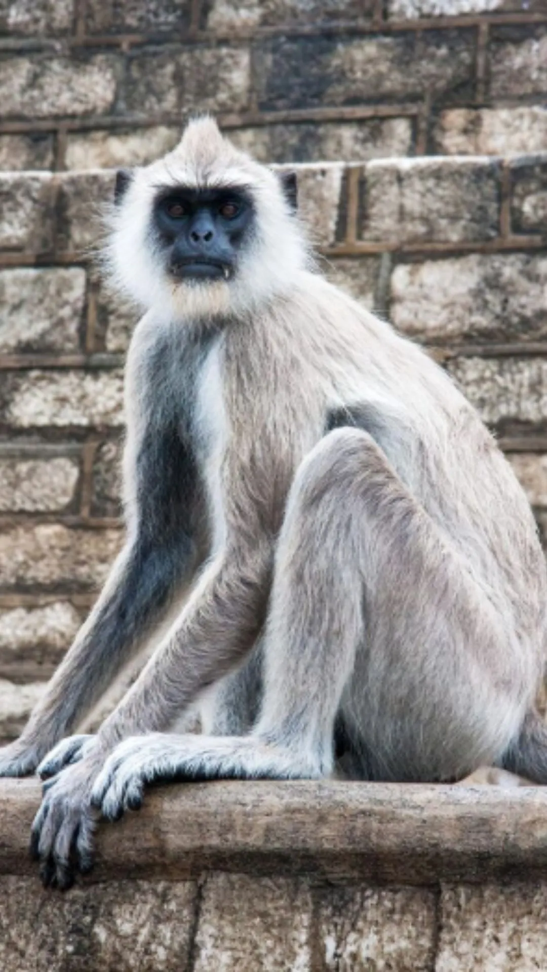 लंगूर कितने दिन में पैदा होता है, सुनकर दिमाग घूम जाएगा 
