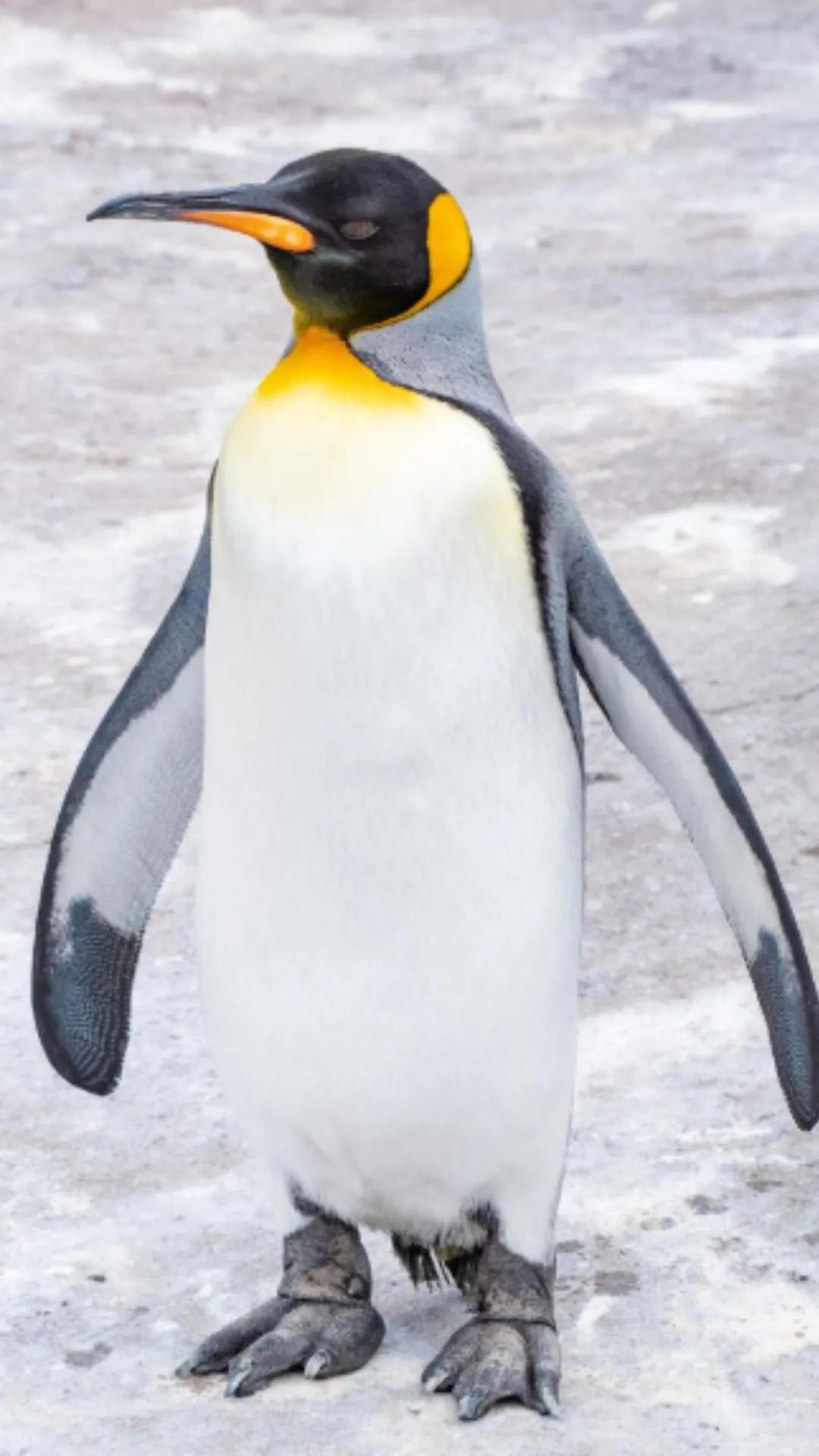 पेंगुइन कितने दिन में पैदा होता है, जवाब सुनते ही दिमाग घूम जाएगा 
