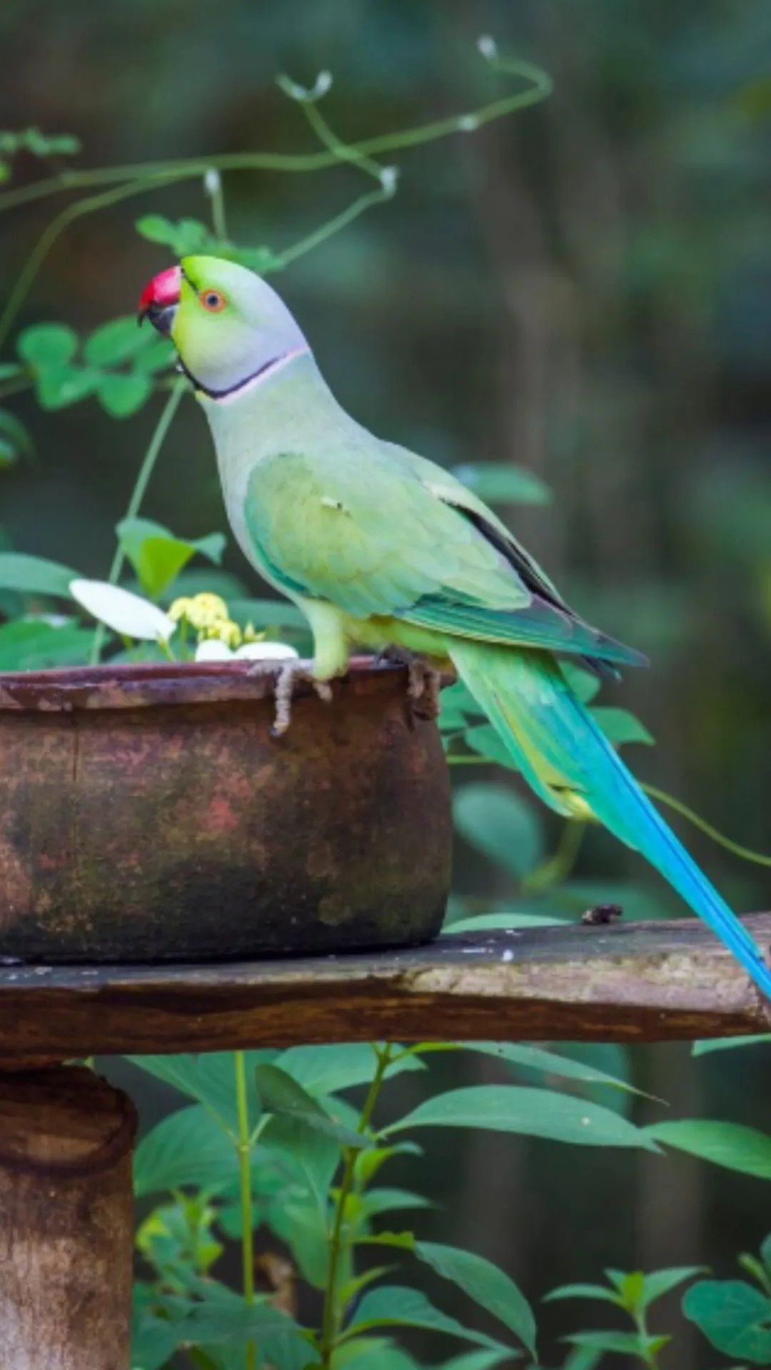 तोता कितने दिन में पैदा होता है, जवाब सुनकर दिमाग हिल जाएगा  
