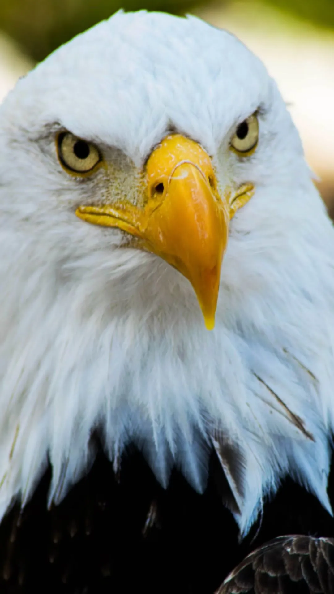 बाज सी तेज होगी नज़र, बस डाइट में शामिल करें ये ड्राई फ्रूट्स 