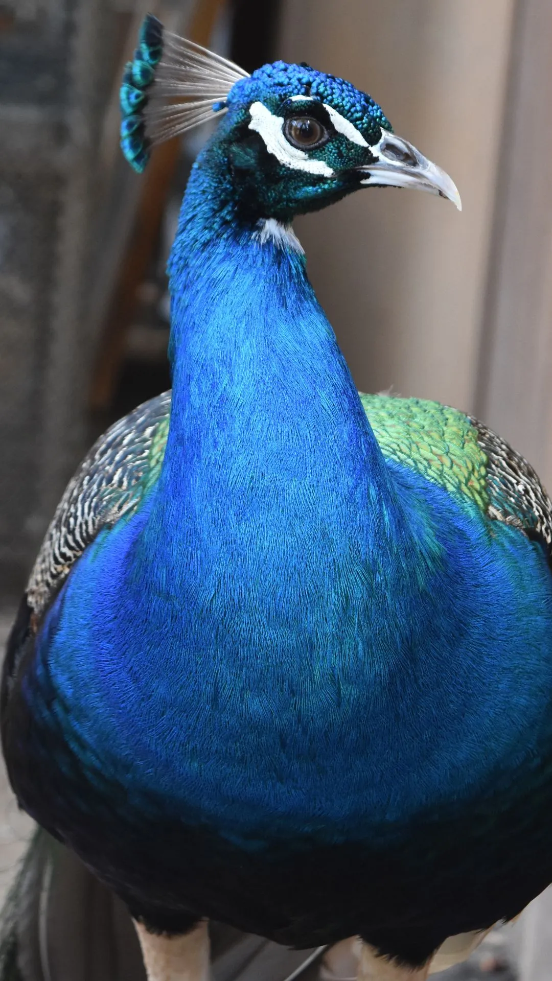 मोर कितने दिन में पैदा होता है, जवाब सुन दिमाग घूम जाएगा 