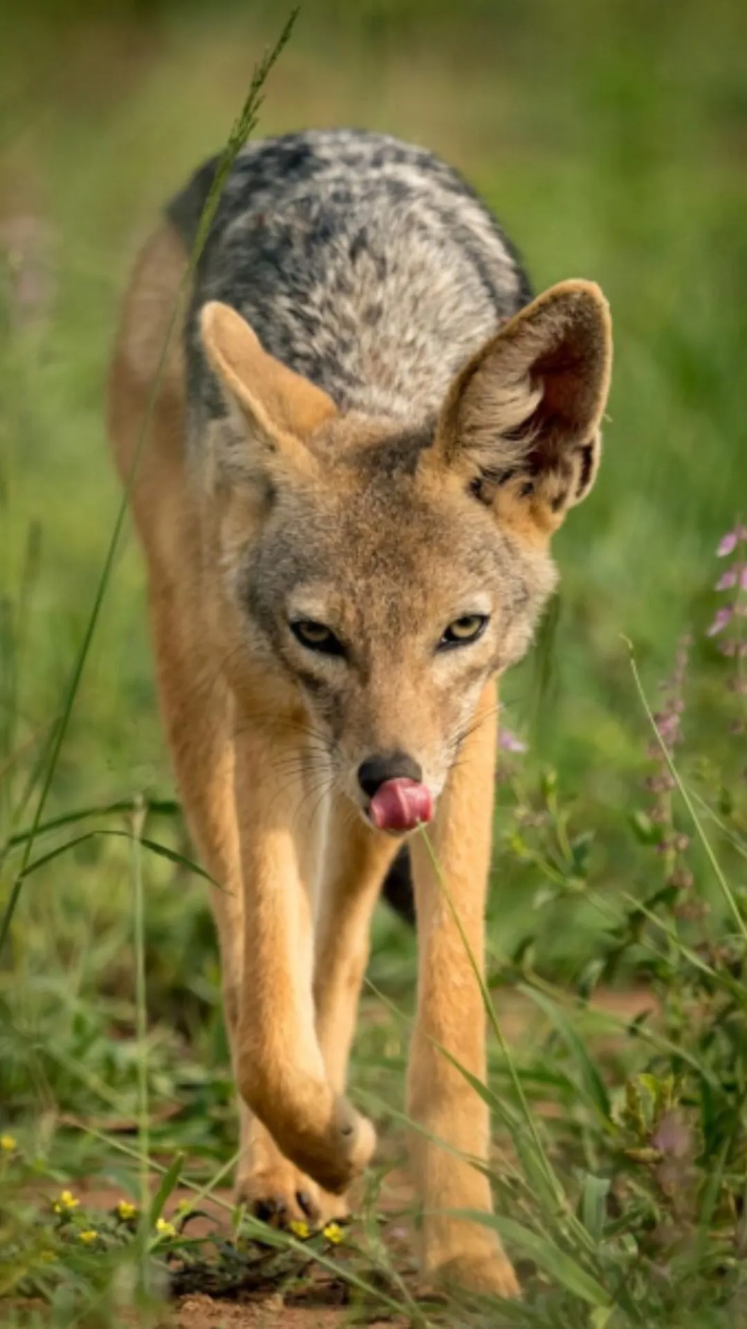 सियार कितने दिन में पैदा होता है, जवाब सुनते ही उछल पड़ेंगे 
