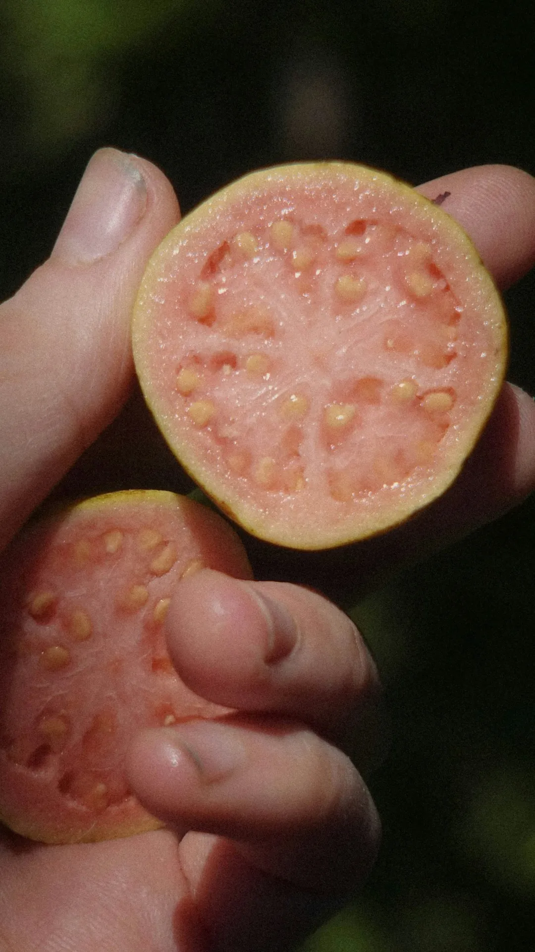 अमरूद का बीज चबाकर खाना चाहिए या निगलना चाहिए?