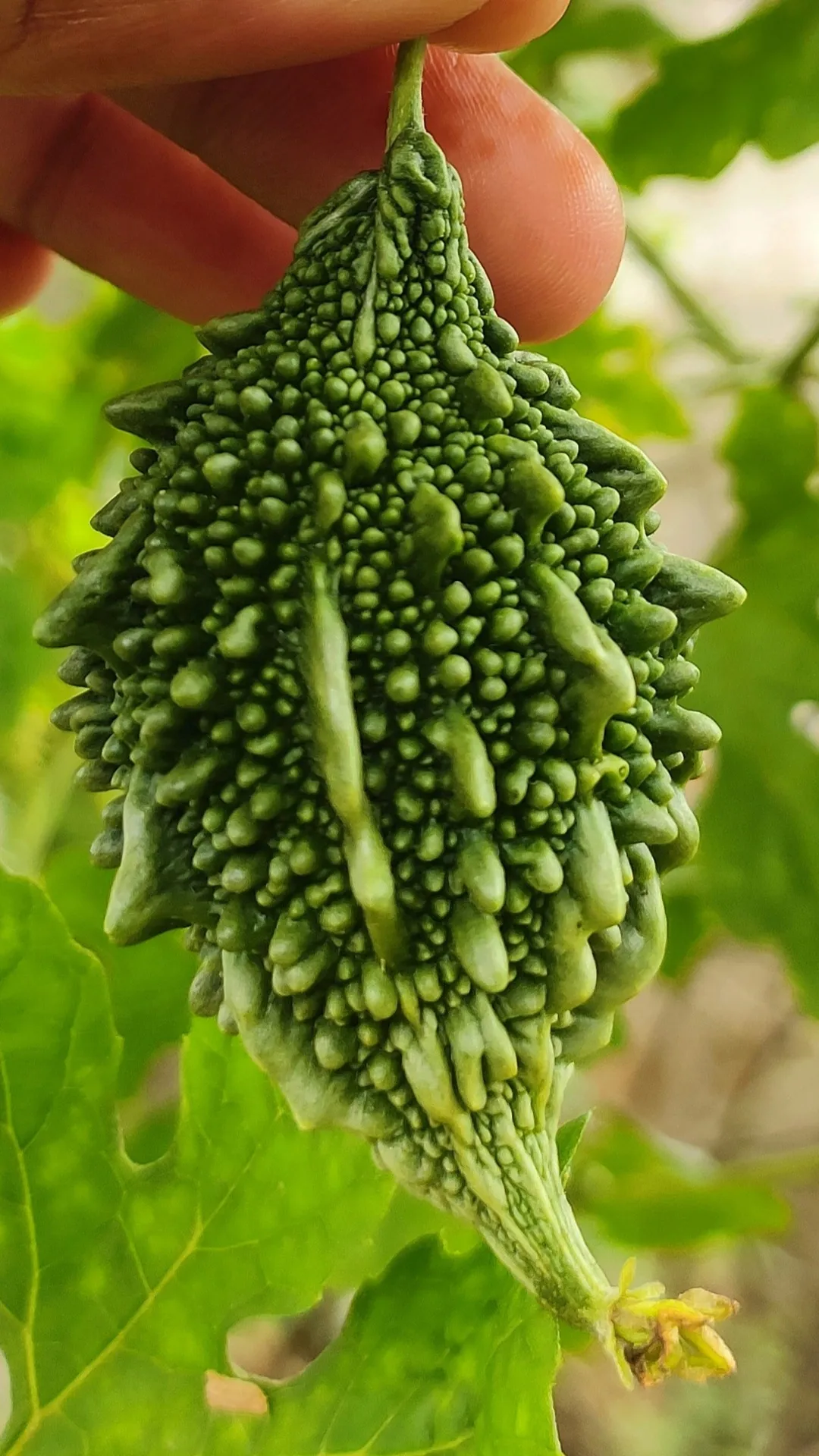 क्या रात में करेले की सब्जी खानी चाहिए? 