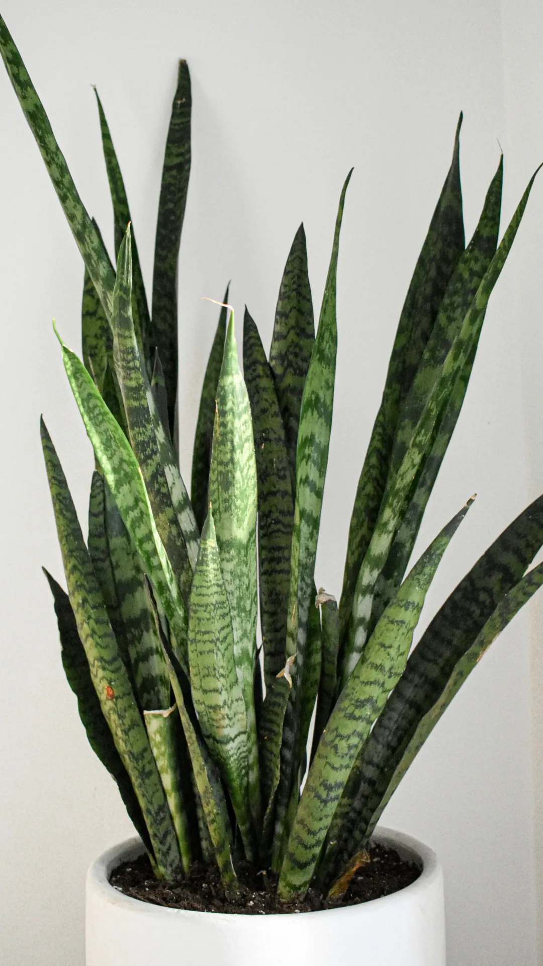 घर में स्नेक प्लांट लगाने के फायदे