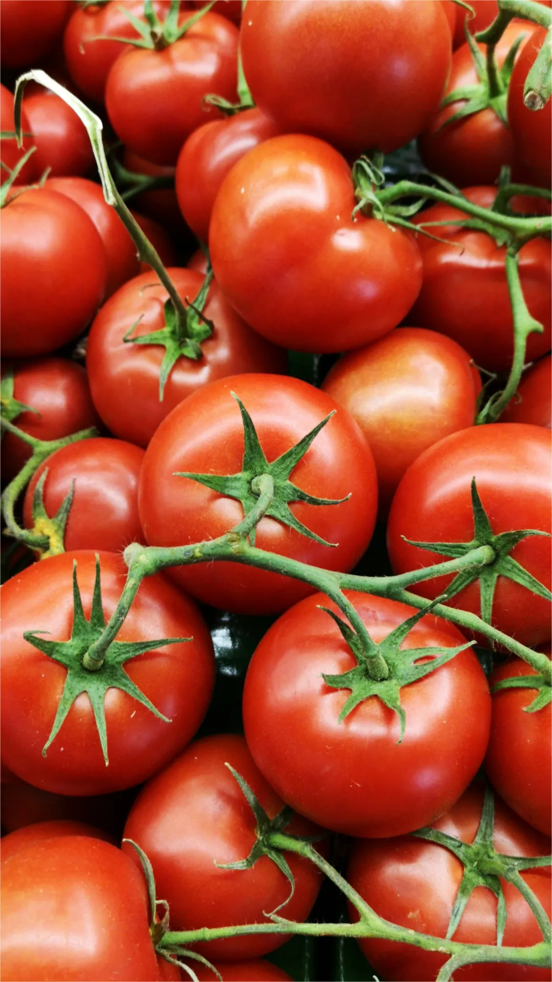 देसी और हाइब्रिड टमाटर की पहचान कैसे करें?