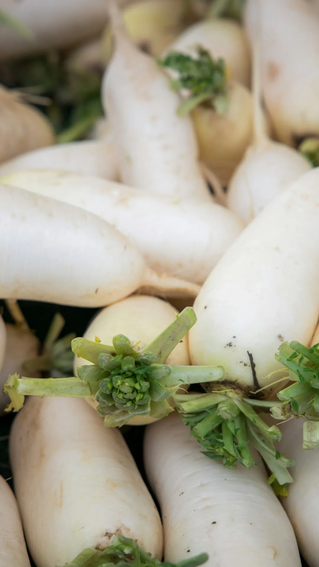 ऐसे खाएंगे मूली तो नहीं बनेगी गैस और न ही आएगी डकार