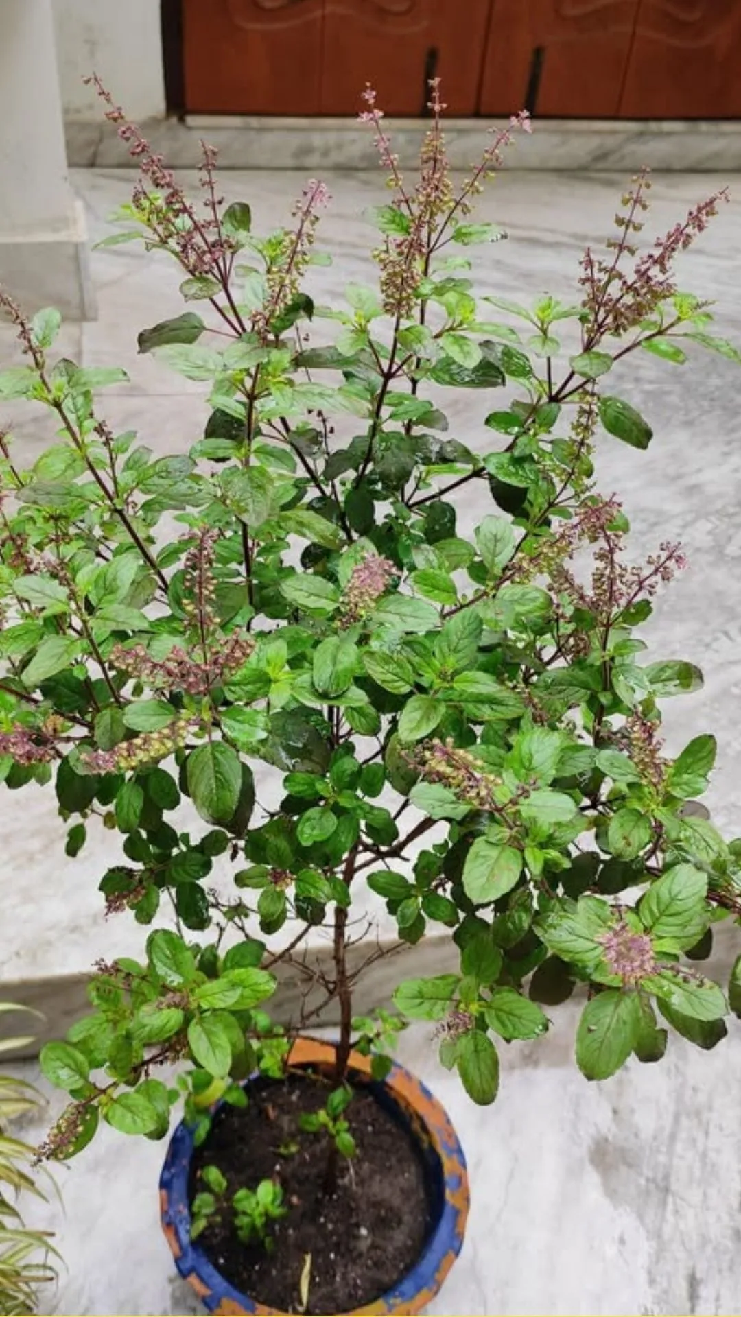 तुलसी के गमले की मिट्टी बदल रही रंग? जानें इसके पीछे छिपे ग्रहों के संकेत