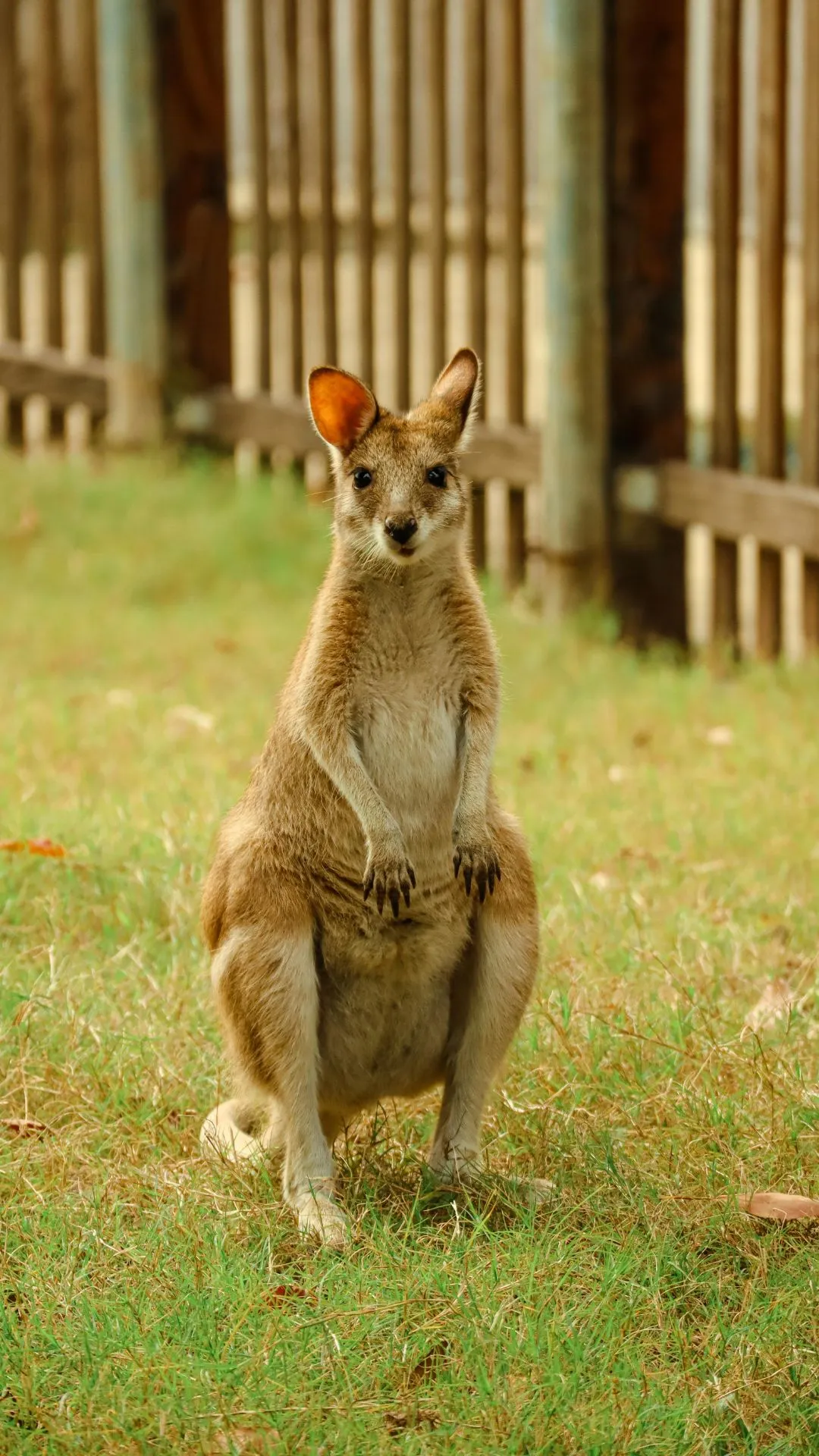 कंगारू का बच्चा कितने दिन में पैदा होता है? जवाब जानकर हो जाएंगे हैरान