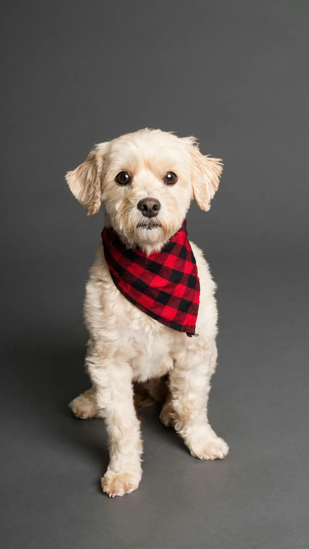 कुत्ते कितने दिन में पैदा होते हैं? डॉग लवर्स भी नहीं जानते होंगे इसका जवाब