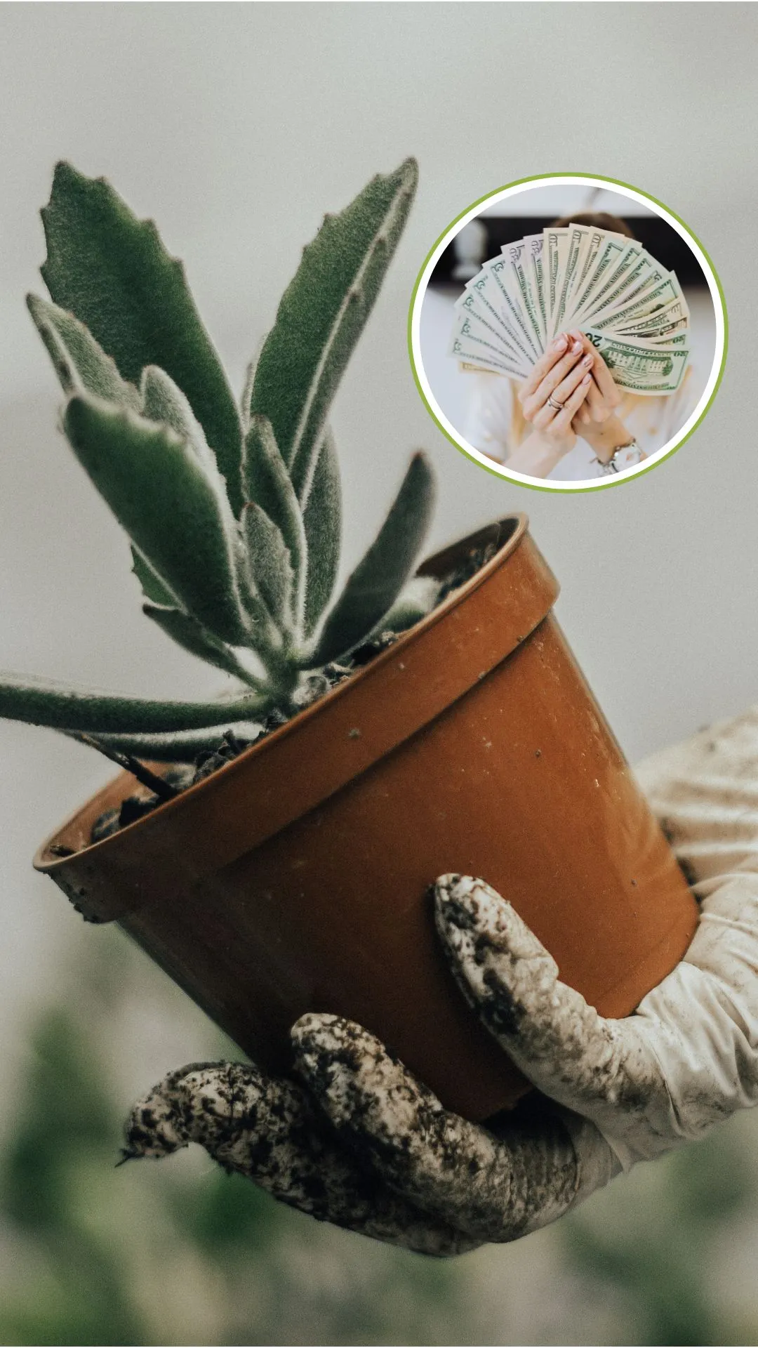 वास्तु शास्त्र: गरीबी दूर करने वाला पौधा