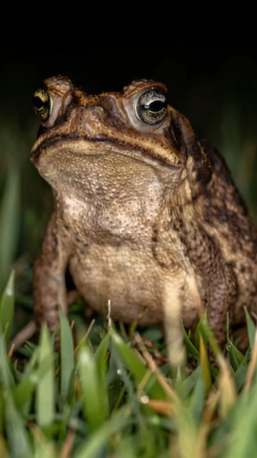 मेंढक कितने दिन में पैदा होता है, सुनकर दिमाग घूम जाएगा 