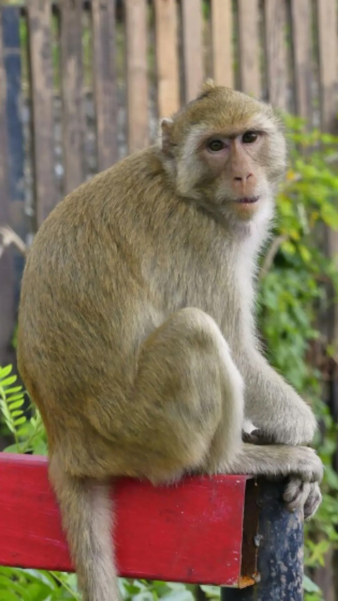 बंदर कब वयस्क होता है, बहुत कम लोगों को इसका जवाब होगा पता