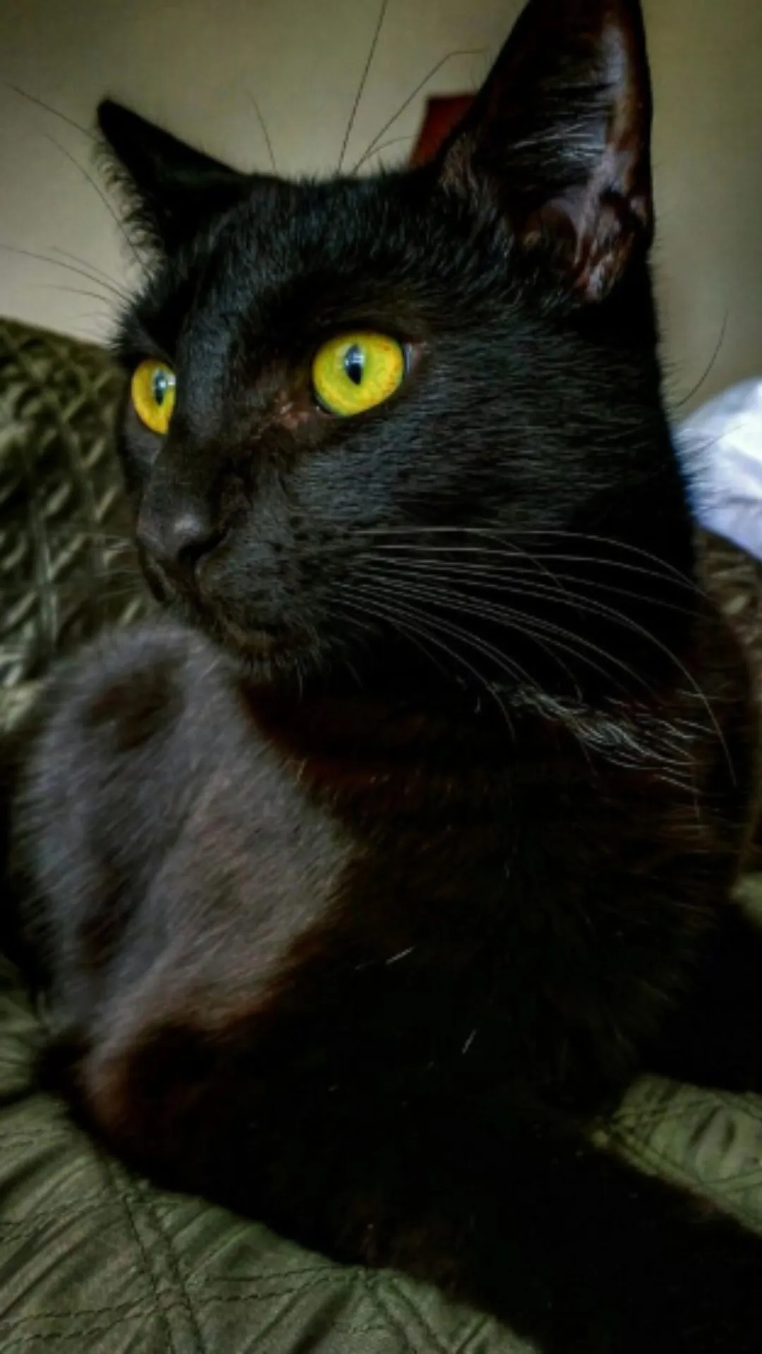 रात में जानवरों की आंखें चमकती क्यों हैं, बेहद दिलचस्प है वजह 