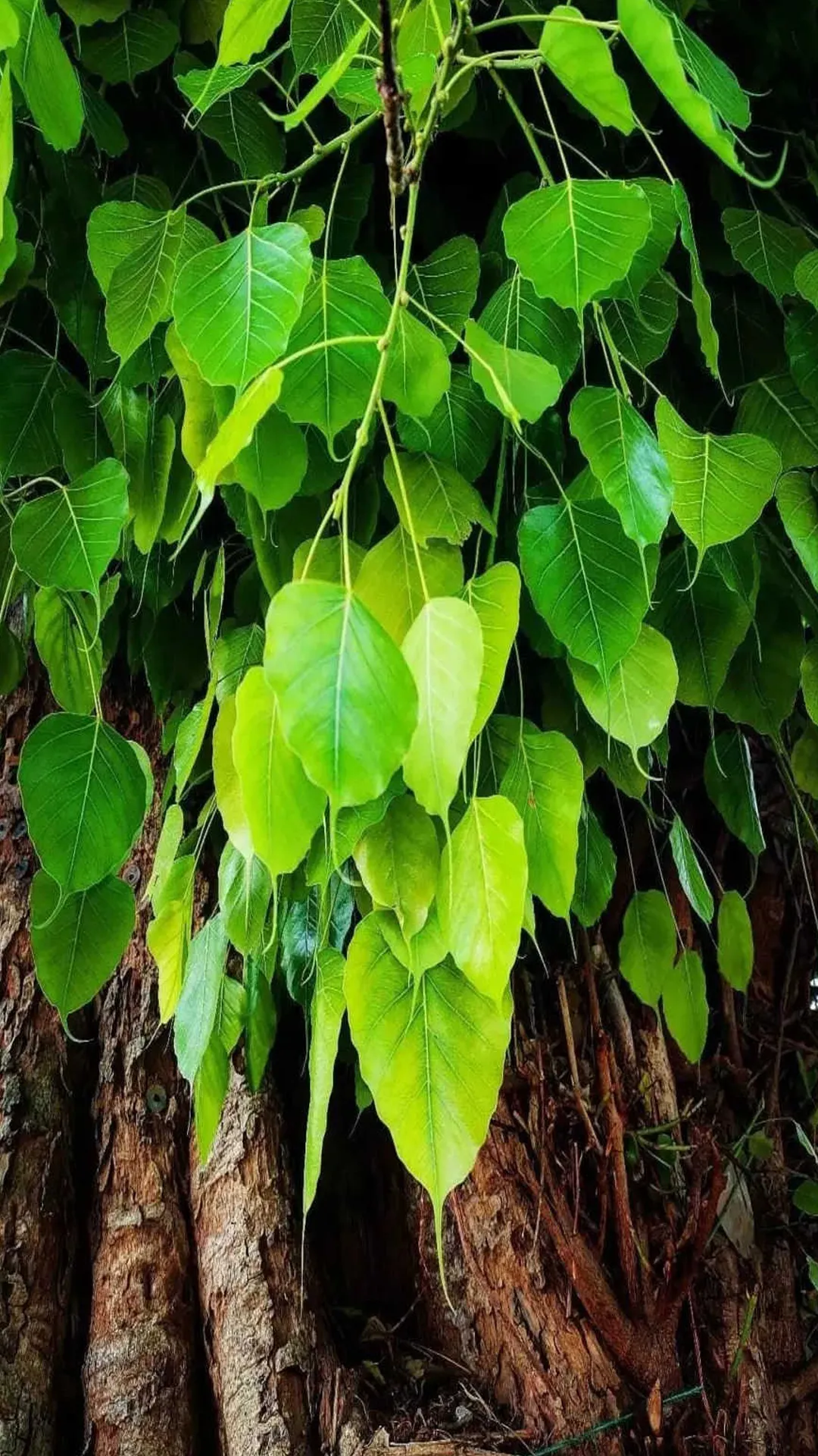 घर के सामने पीपल का पेड़ होना शुभ होता या अशुभ? जानें