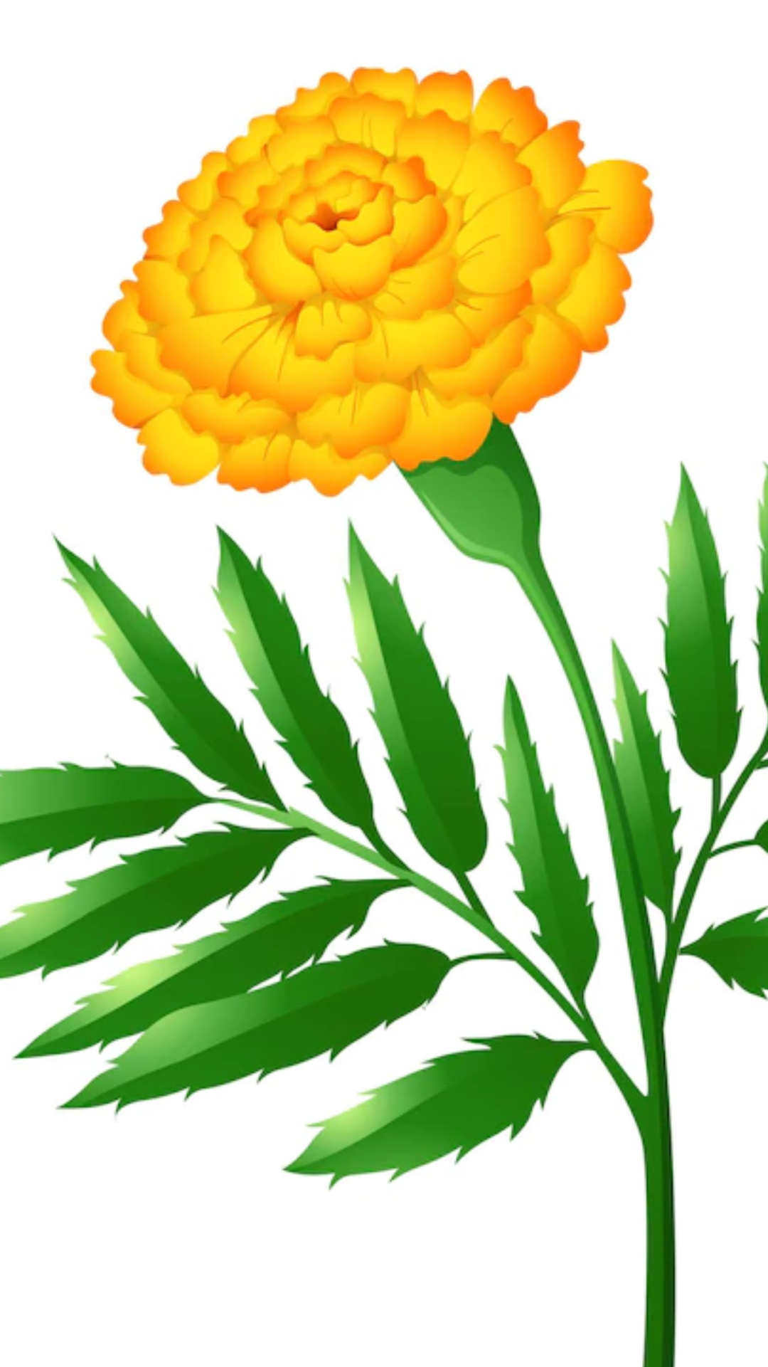 Marigold Flower: जानें गेंदे के फूल के फायदे