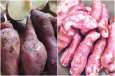 SWEET POTATO SWEET POTATO - India TV Hindi