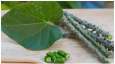 health benefits of giloy health benefits of giloy - India TV Hindi