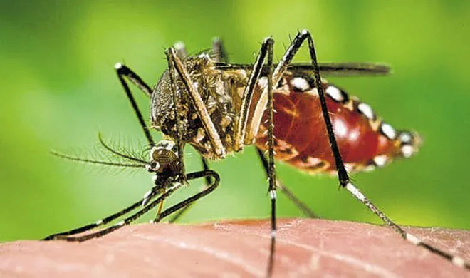 जीका ने मचाया हाहाकार, जानिए इसके बारे में सब कुछ ZIKA- India TV Hindi