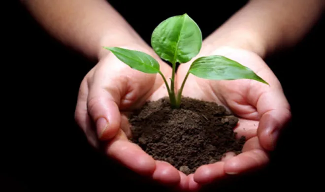 गिने जाएंगे दिल्ली के पेड़, सरकार लगाएगी 10 लाख नए पौंधे plantation- India TV Hindi