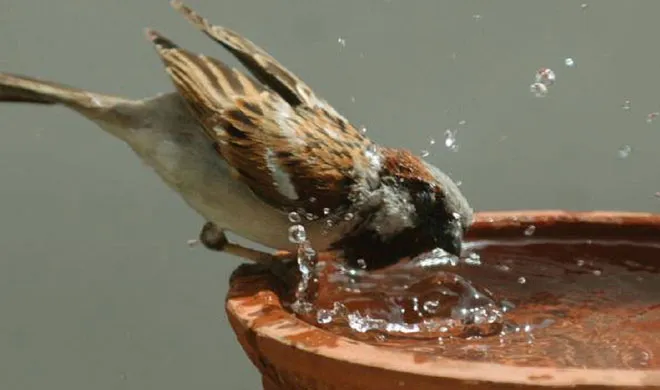 Sparrow Day: अब नहीं नहीं चेते तो वह होगी 'गूगल गौरैया' saprrow- India TV Hindi