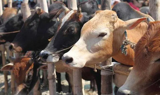 उत्तर प्रदेश के बाद अब बिहार में भी बंद होंगे अवैध बूचड़खाने! Representative Image | PTI- India TV Hindi