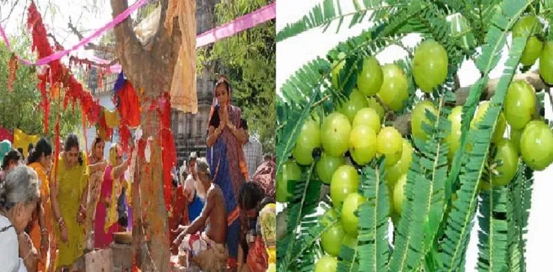 अक्षय नवमी: घर पर लगाएं इस दिशा में आंवला का पेड़, होगे रुके हुए हर काम पूरे akshaya navami- India TV Hindi