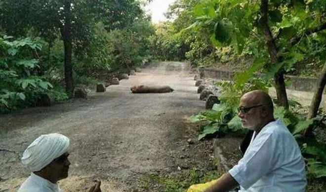 मोरारी बापू के चरणों में शेर का सरेंडर? जानें रामकथा सुनने वाले शेर का सच morari bapu- India TV Hindi