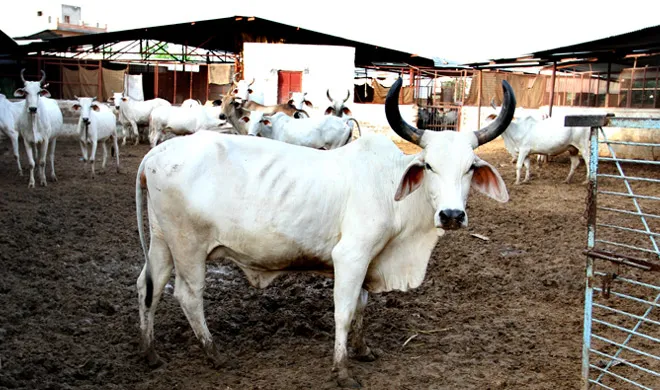 'गायों को आधार से जोड़ने पर तस्करी रुकेगी' cow- India TV Hindi