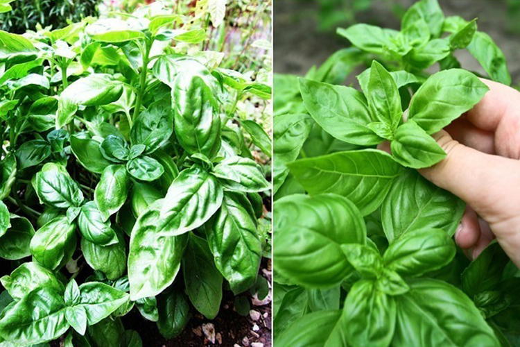 High blood pressure disease person dont eat basil leaves in hindi