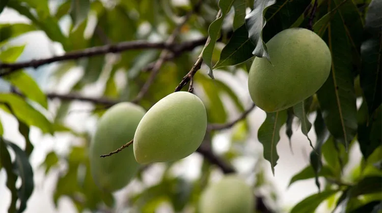 उत्तर प्रदेश: …तो इस साल आसमान छूने जा रही हैं आम की कीमतें Mangoes | Pixabay- India TV Hindi