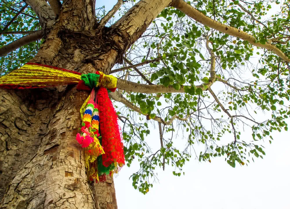 ऐसी जगह जहां पर भगवान के अलावा की जाती है पेड़ों की पूजा, पेड़ काटना है वर्जित <p>Tree</p>- India TV Hindi