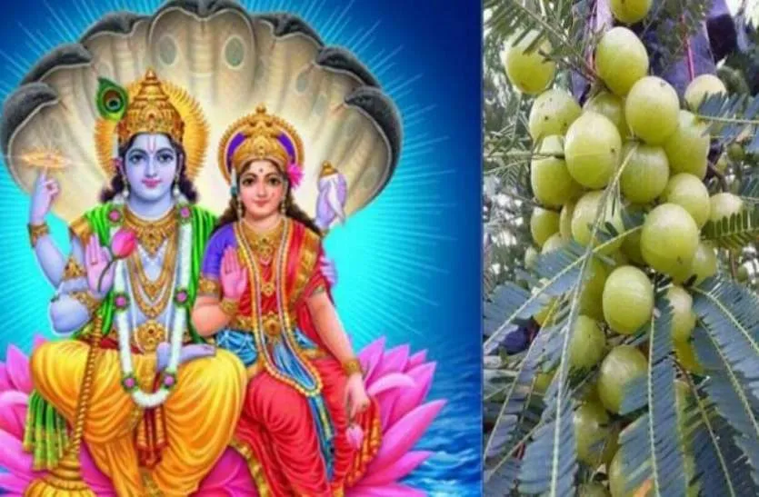 आंवला नवमी 2018: आज का दिन बहुत ही शुभ, करें ये खास उपाय तो होगी अपार धन की प्राप्ति Amla Navami - India TV Hindi
