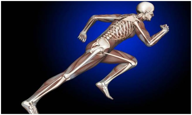 हड्डियों को मजबूत बनाने के लिए फायदेमंद होता है इन पोषक तत्वों का सेवन-  nutrient to get healthy and strong bones - India TV Hindi
