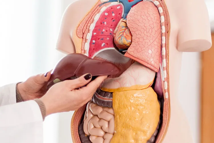 फैटी लिवर होने का सबसे बड़ा कारण आया सामने, जानें डाक्टर्स की राय Liver - India TV Hindi